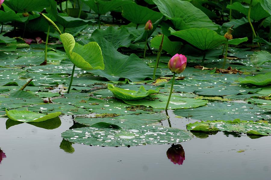 Sacred Lotus, 9, Colorful Photograph