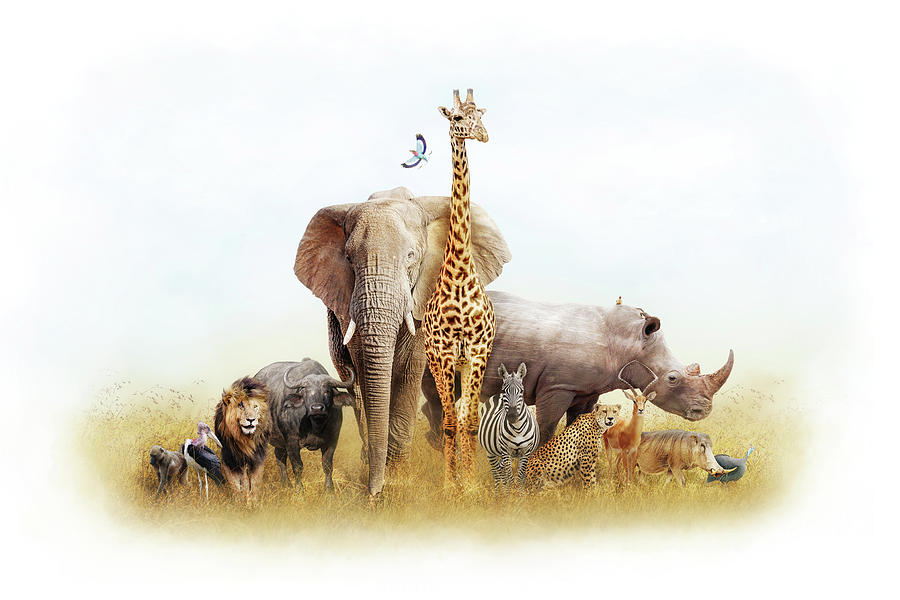Safari Animals in Africa Composite Photograph by Good Focused