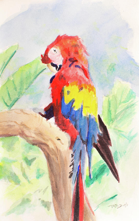 Safari Parrot #2 Painting by Christopher Reid