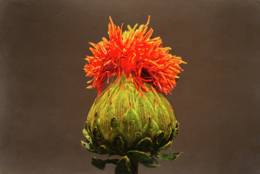Safflower Floral Macro Photograph by Sandi OReilly