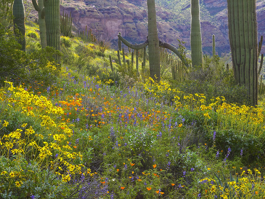 Saguaro Amid Flowering Lupine Photograph by Tim Fitzharris
