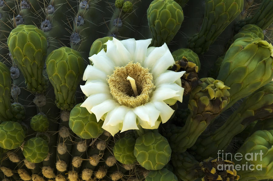Saguaro Cactus Flower 1 #1 Photograph by Bob Christopher