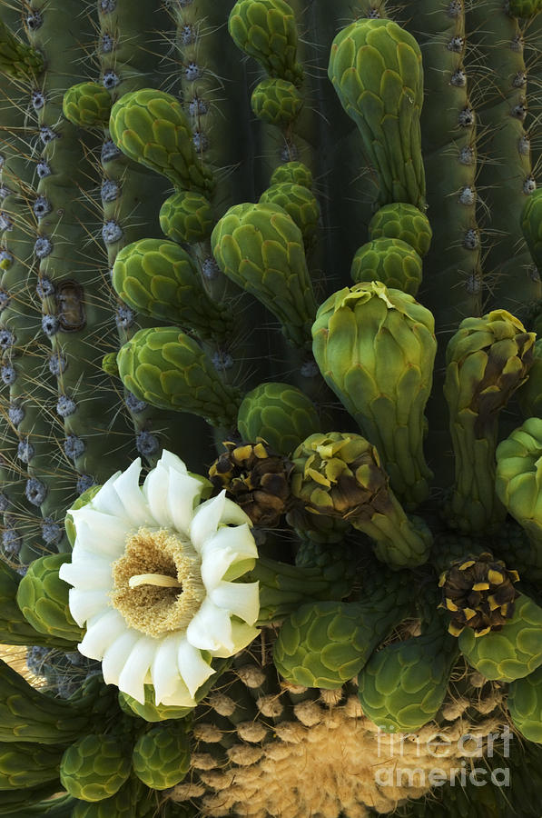 Saguaro Cactus Flower 2 #2 Photograph by Bob Christopher
