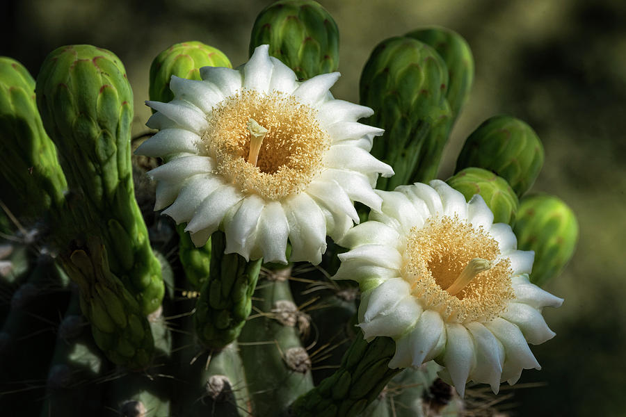Saguaro Cactus Flowers  #2 Photograph by Saija Lehtonen