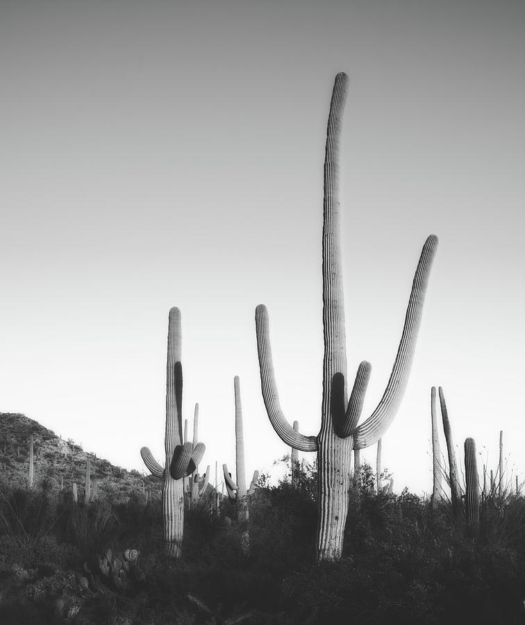 Saguaro Cactus  #1 Photograph by Mountain Dreams