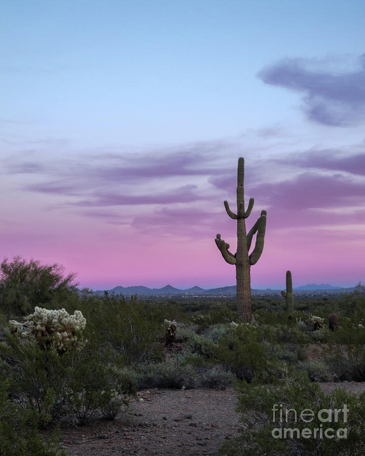 Saguaro Cactus Sunset Photograph by Tamara Becker
