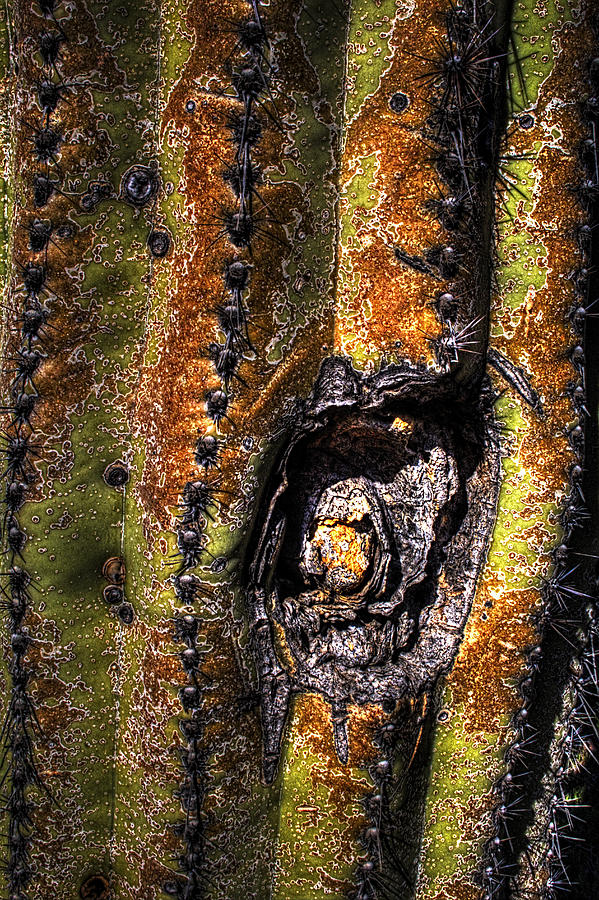 Saguaro Detail No. 10 #1 Photograph by Roger Passman