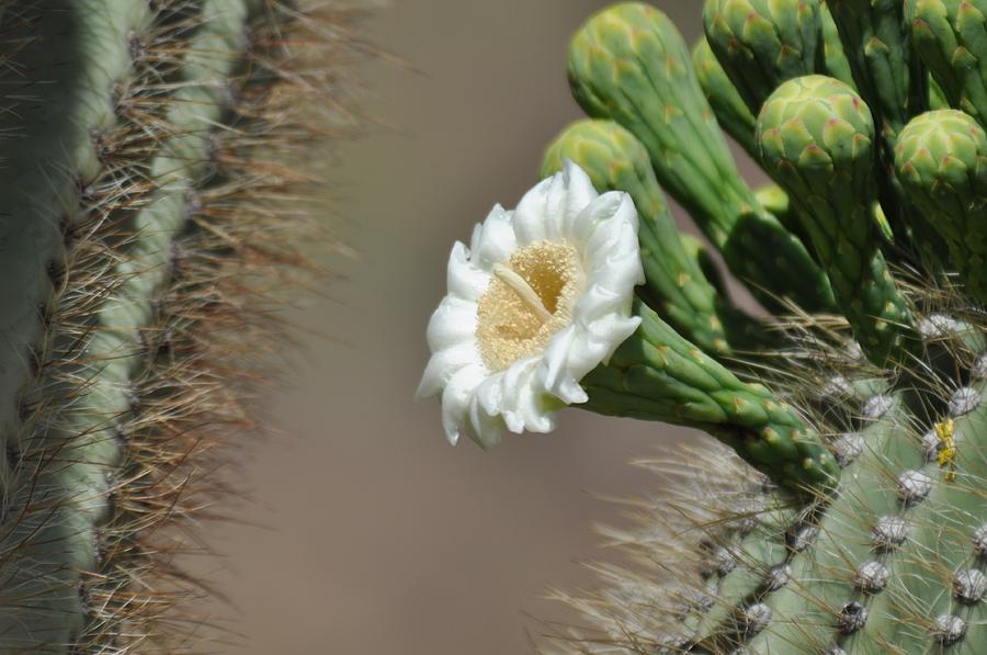 Saguaro Flower #1 Photograph by Frank Madia