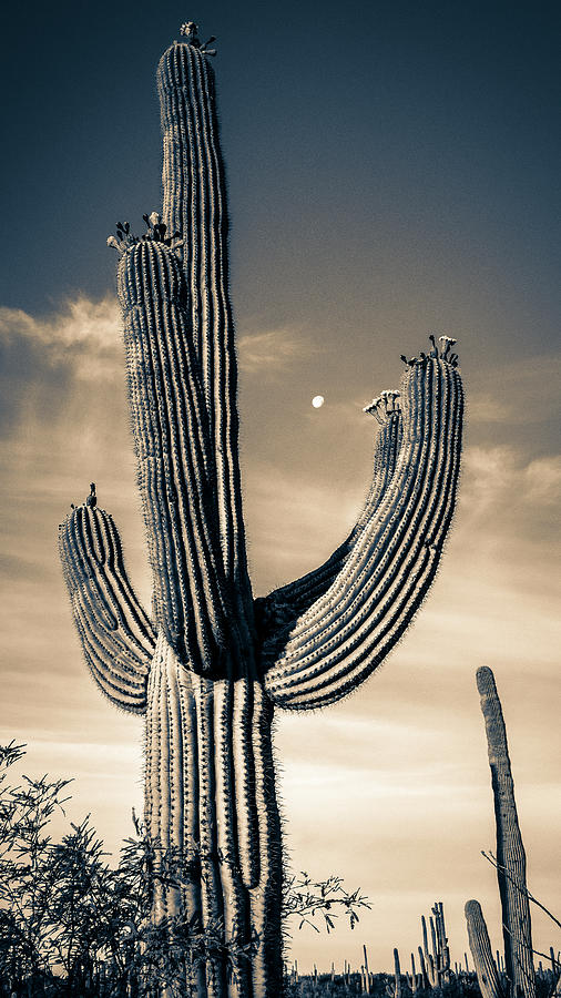 Saguaro in bloom Photograph by Sandra Selle Rodriguez