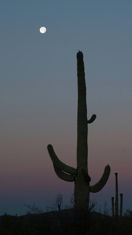 Saguaro Moon Organ Pipe Cactus National Monument Arizona #1 Photograph by Lawrence S Richardson Jr