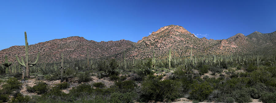 Saguaro National Park Panorama 2  Photograph by Mary Bedy