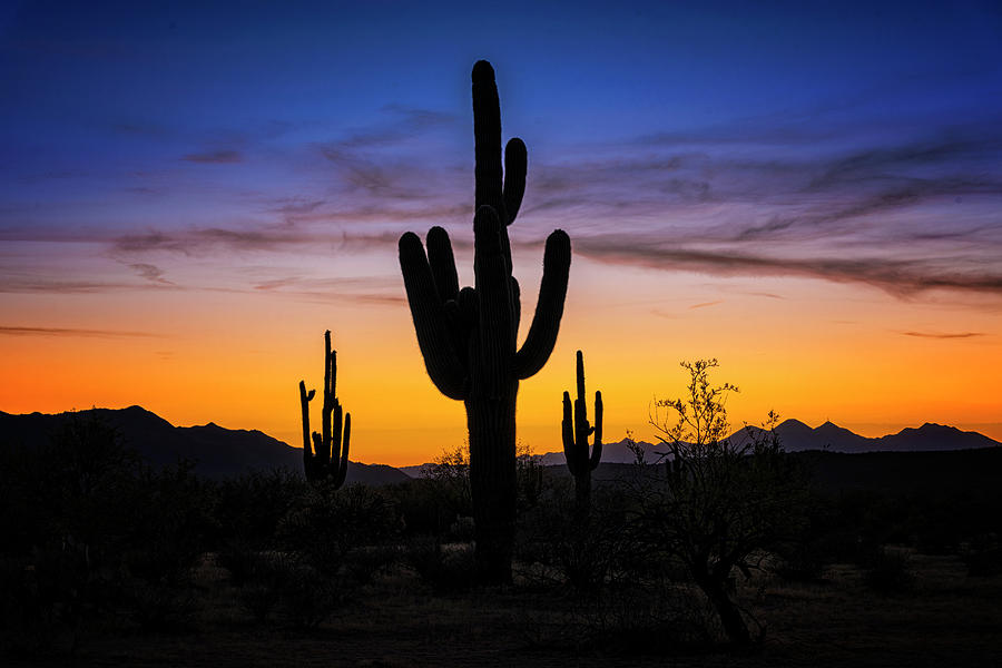 Saguaro Silhouette Sunset  #1 Photograph by Saija Lehtonen