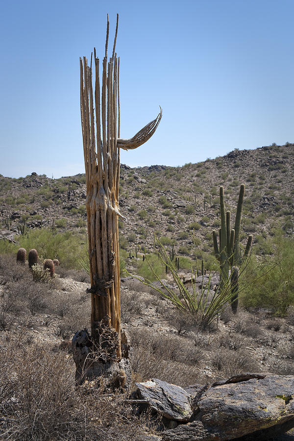 Saguaro Skeleton #1 Photograph by Kelley King