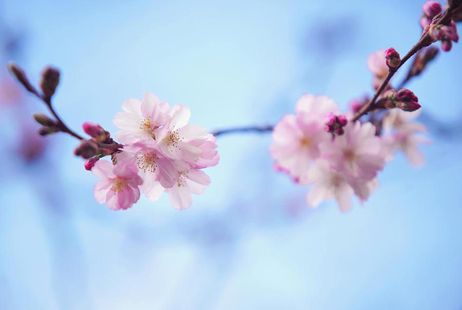 Sakura Blossom #1 Photograph by Jenny Rainbow