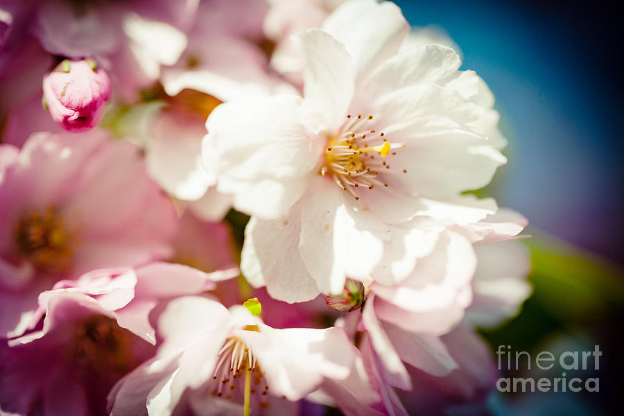 Sakura Blossoms Pink Cherry Artmif.lv #1 Photograph by Raimond Klavins