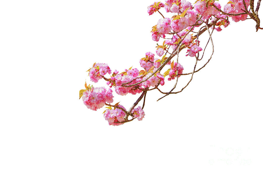 Sakura Cherry Blossom #1 Photograph by Benny Marty