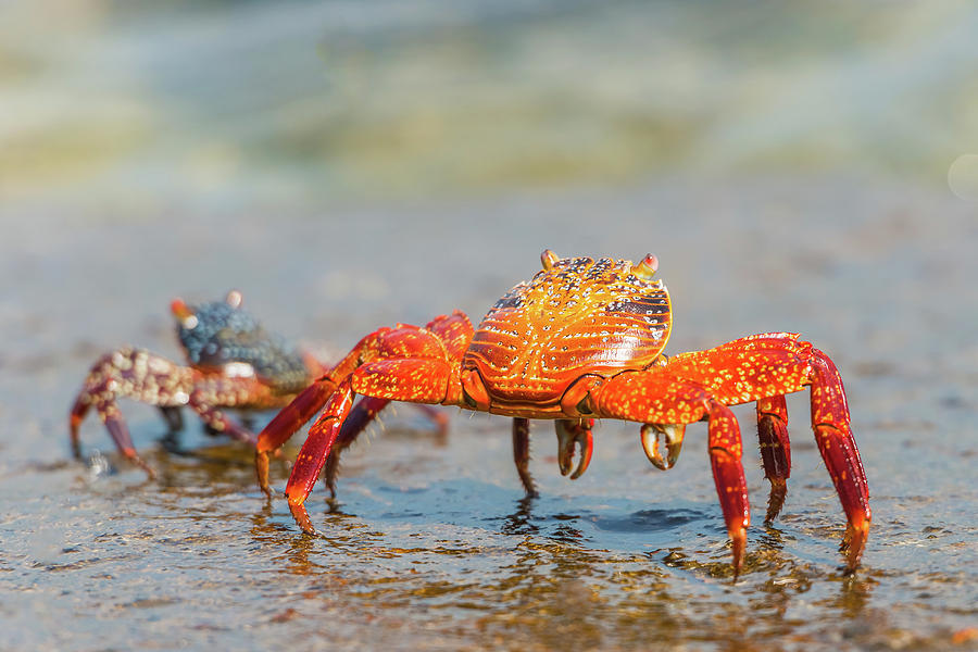 Sally Lightfoot crab on Galapagos Islands #1 Photograph by Marek Poplawski