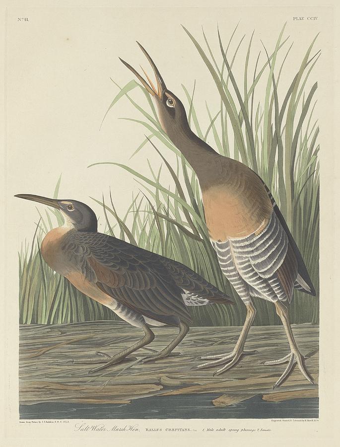 John James Audubon Drawing - Salt Water Marsh Hen #1 by Dreyer Wildlife Print Collections 