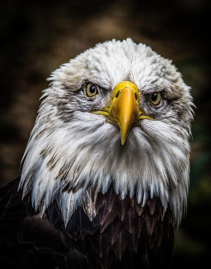 Salute Photograph by Cheryl Frischkorn - Fine Art America