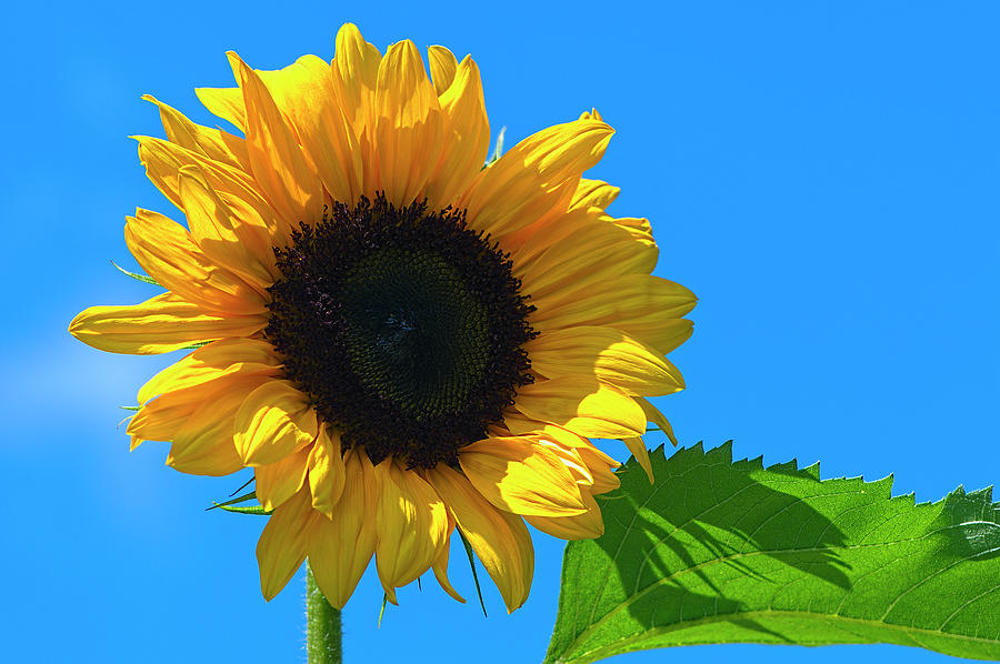 Salute the Sun Sunflower Photograph by Sharon Talson