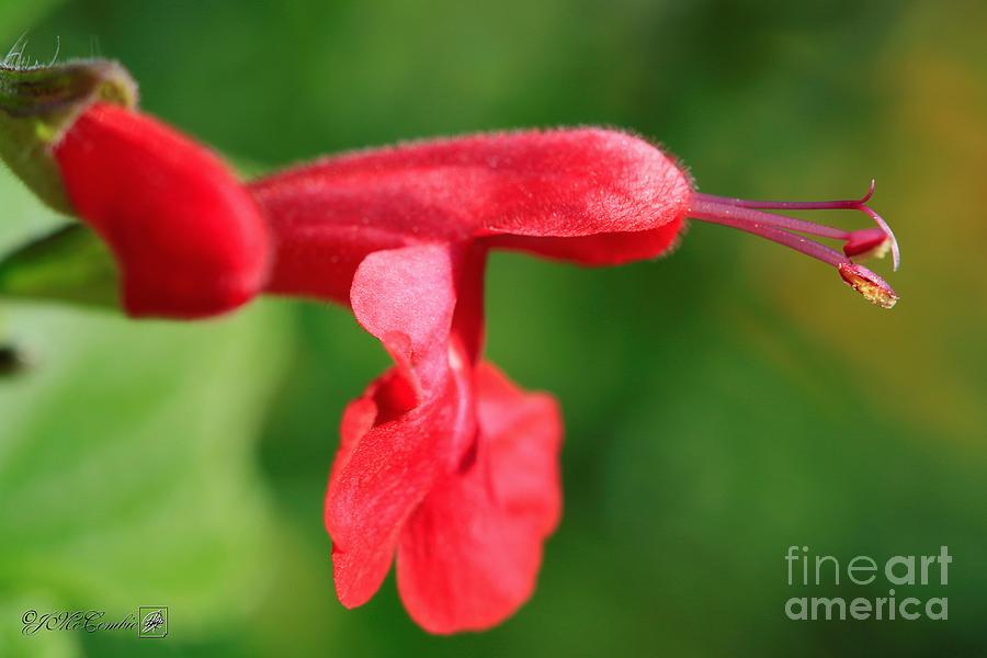 Salvia named Summer Jewel Red #4 Photograph by J McCombie
