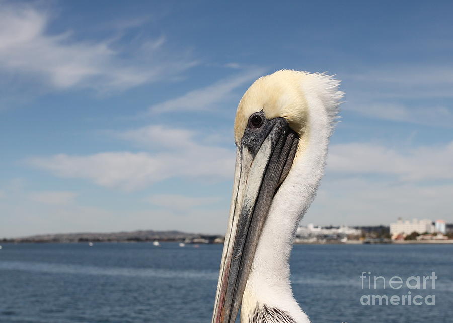 San Diego Pelican #1 Photograph by Henrik Lehnerer