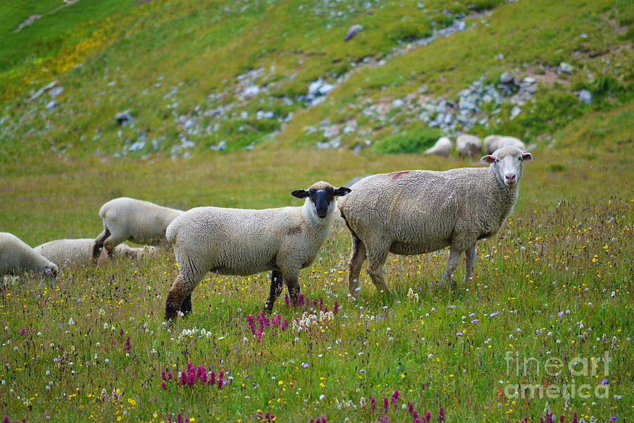 San Juan Sheep by Kate Avery San Juan Sheep by Kate Avery