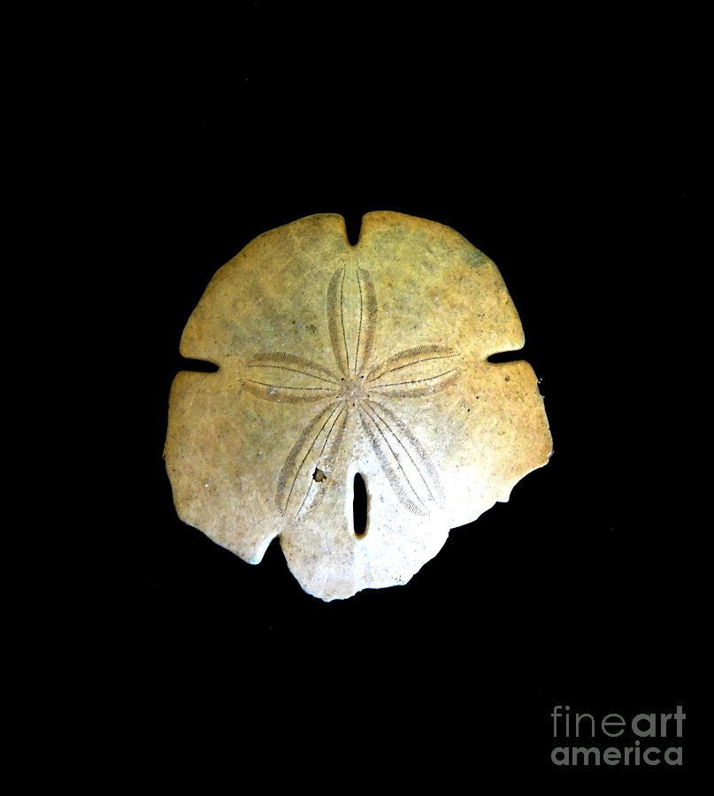 Sand Dollar Photograph by Fred Wilson