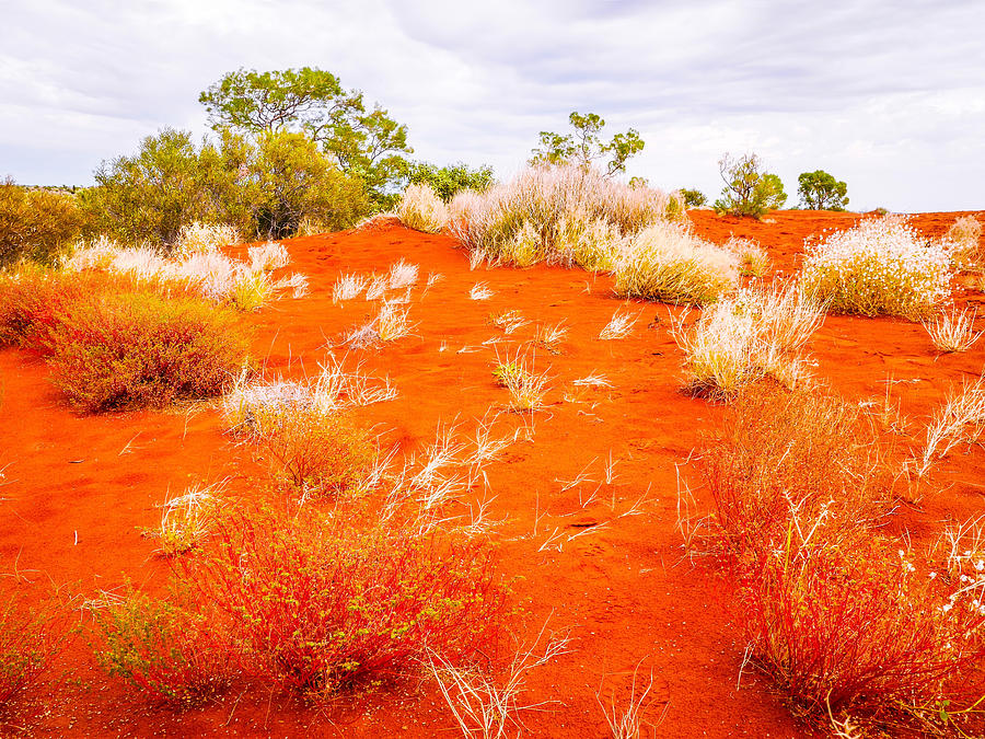 Sand Dunes #2 Of The Red Centre - Australia #1 Photograph by Lexa Harpell