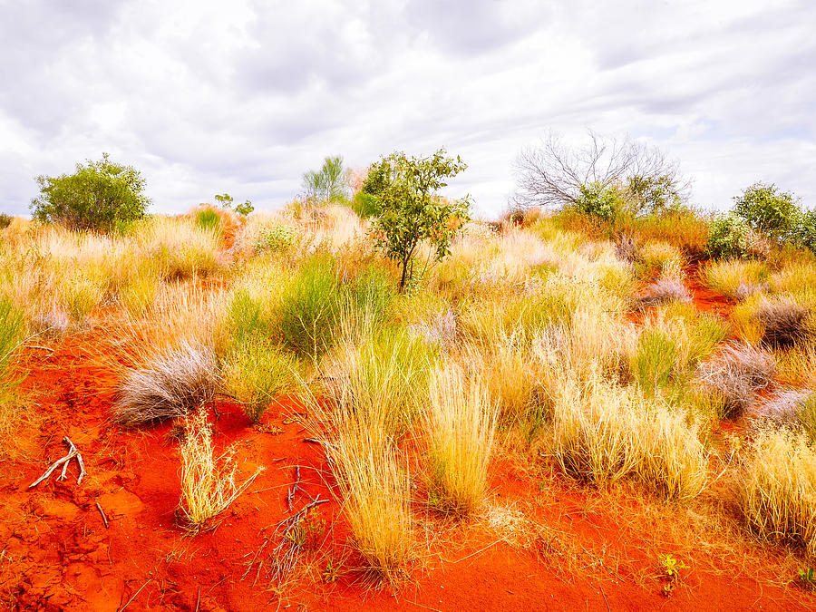 Sand Dunes #3 Of The Red Centre - Australia #1 Photograph by Lexa Harpell