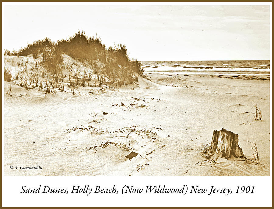 Sand Dunes, Holly Beach, New Jersey, 1901 #1 Photograph by A Macarthur Gurmankin