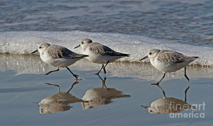 Sanderling #1 Photograph by Gary Wing