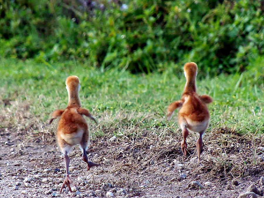 Sandhill Crane Chicks 000 #1 Photograph by Christopher Mercer