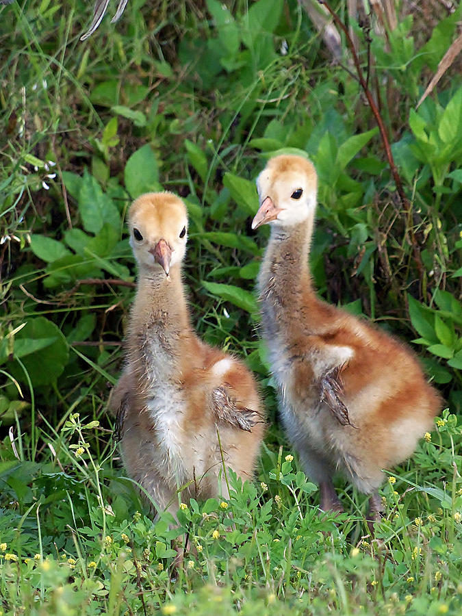 Sandhill Crane Chicks  #1 Photograph by Christopher Mercer
