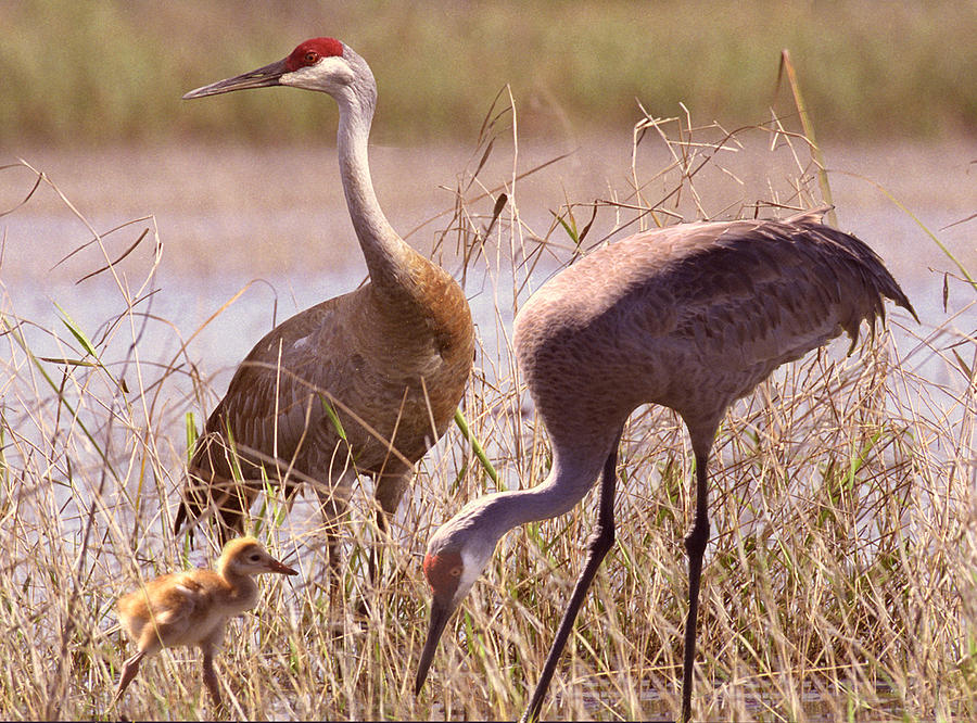 Sandhill Crane Family Photograph by Richard Nickson - Pixels