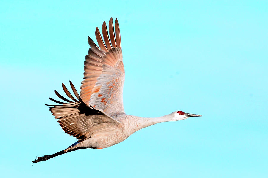 Sandhill Crane in flight Photograph by Elaine Forsey - Pixels