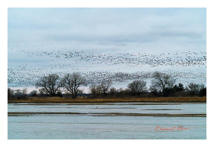 Sandhill Crane Migration #1 Photograph by Ed Peterson