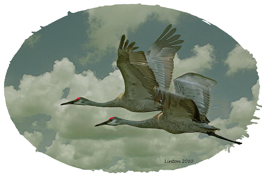 Sandhill Crane Pair #1 Digital Art by Larry Linton