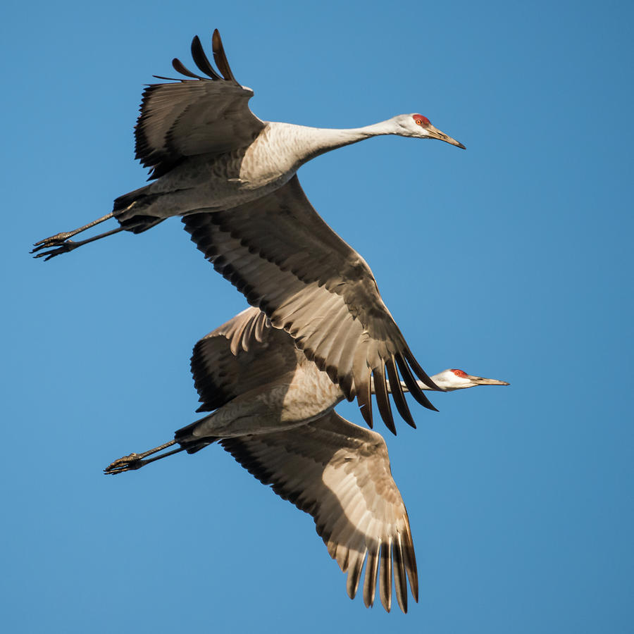 Sandhill Crane Pair 1 Photograph by Robert Wrenn - Fine Art America