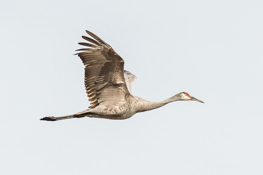 Sandhill Crane 6 Photograph by Robert Wrenn | Fine Art America