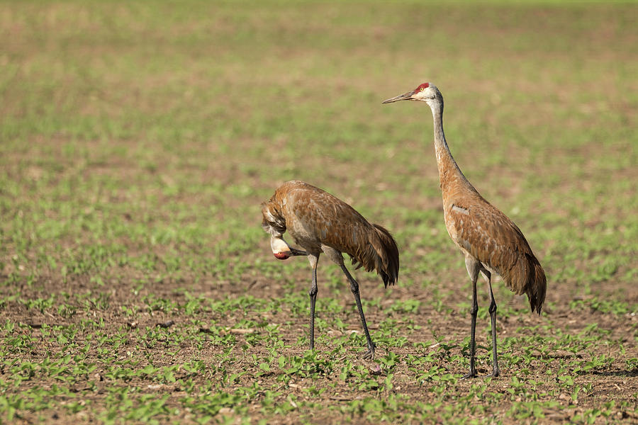 Sandhill Cranes 2016-6 Photograph by Thomas Young