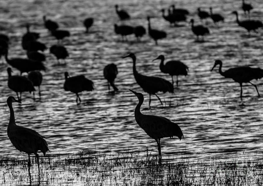 Sandhill  Cranes in Black and White #1 Photograph by John Greco