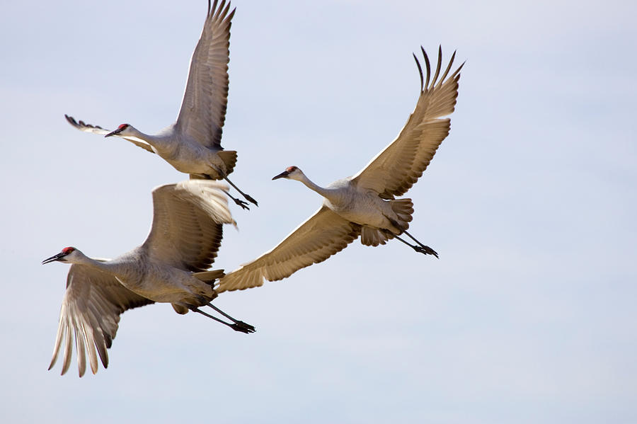 Animal Photograph - Sandhill Cranes In Flight #1 by Panoramic Images
