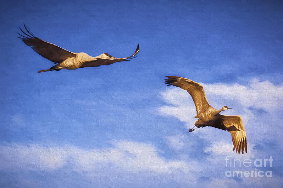 Sandhill Cranes in Flight #2 Photograph by Priscilla Burgers