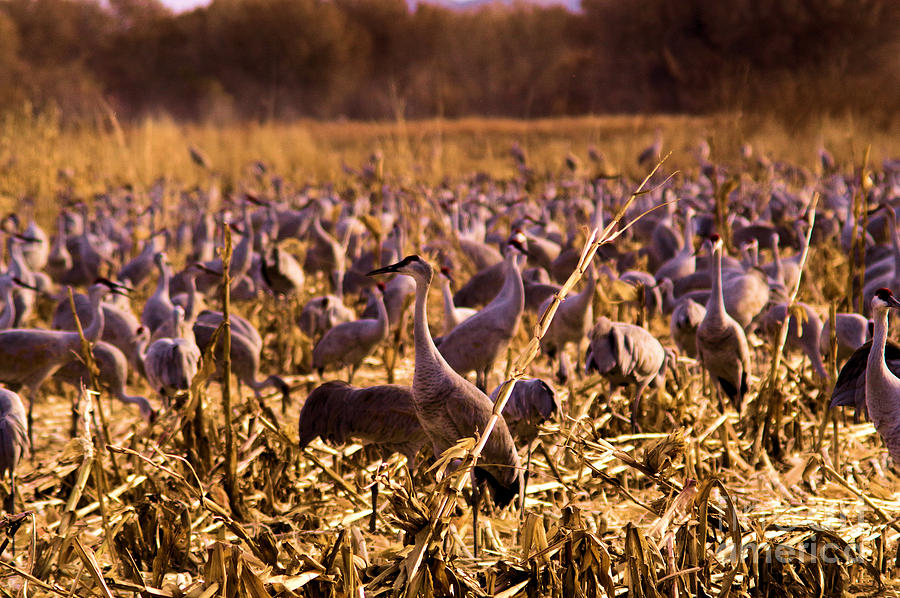 Sandhills in the corn #2 Photograph by Jeff Swan