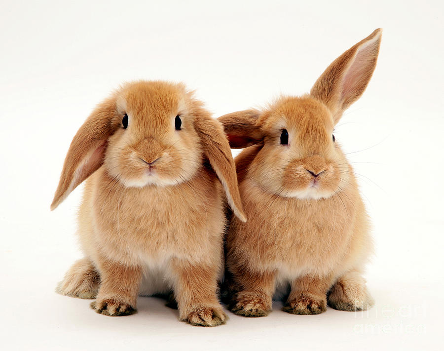 Nature Photograph - Sandy Lop Rabbits #1 by Jane Burton