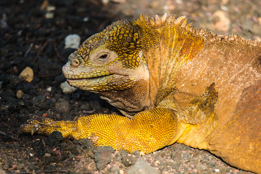 Santa Cruz Land Iguana #1 Photograph by Harry Strharsky