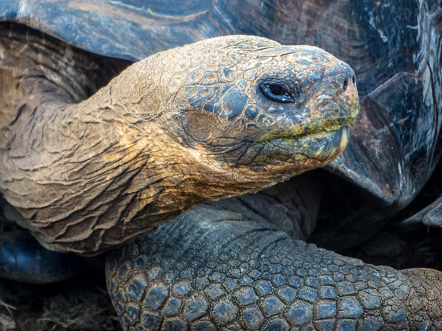 Santa Cruz Tortoise #1 Photograph by Harry Strharsky