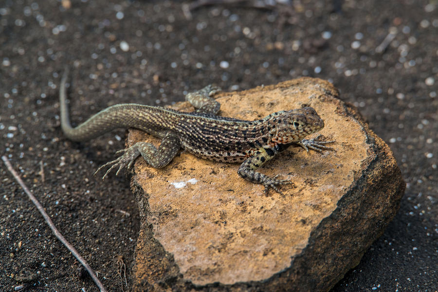 Santiago Lava Lizard #1 Photograph by Harry Strharsky