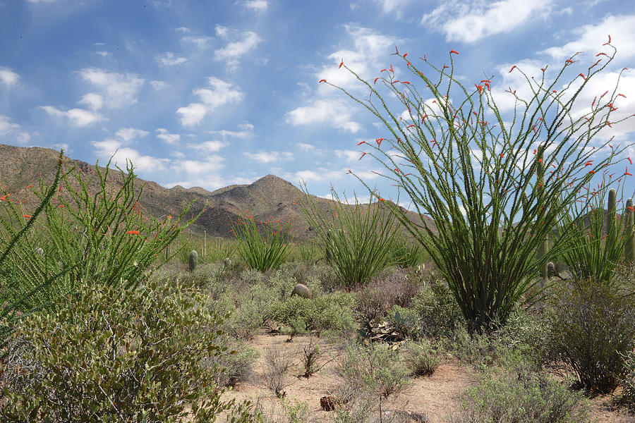Saquaro National Park, Arizona #1 Photograph by Marsha Williamson Mohr
